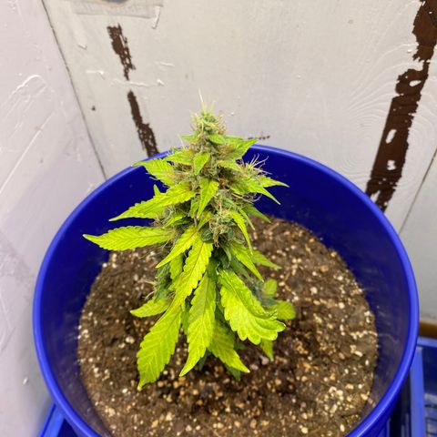 California Snow growlog timeline photo