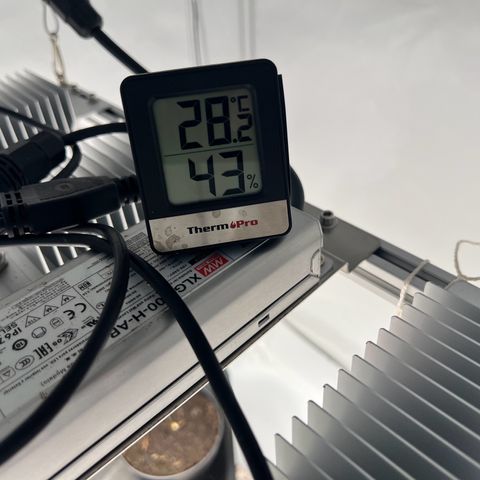 Mimosa Automatic growlog photo