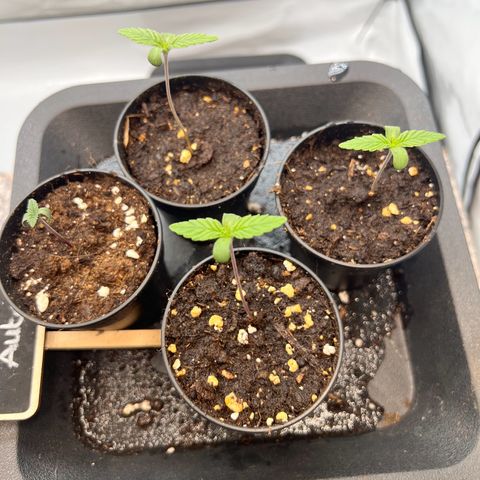 North Thunderfuck growlog timeline photo