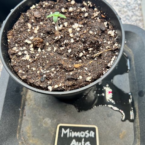 Mimosa Automatic growlog photo