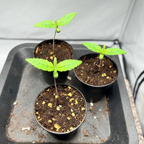 North Thunderfuck growlog photo: Pflanzen wurden mit 1x Sprühen angefeuchtet
Wind wurde mehr auf die Pflanze fokussiert.

