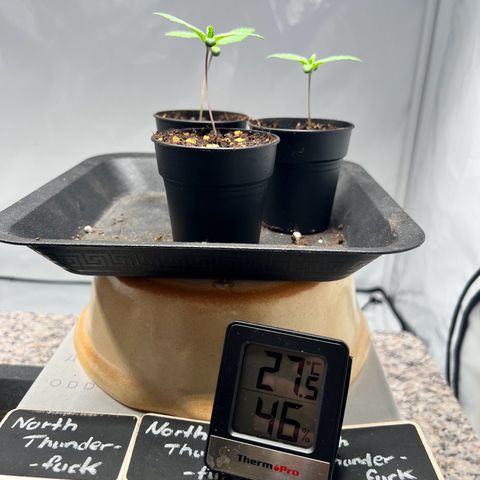 North Thunderfuck growlog photo: Pflanzen wurden mit 1x Sprühen angefeuchtet
Wind wurde mehr auf die Pflanze fokussiert.

