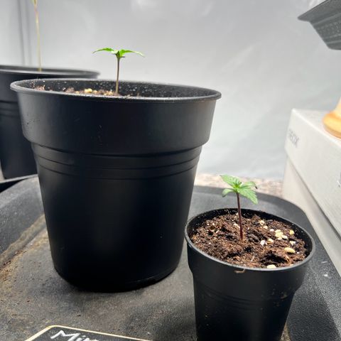 Mimosa Automatic growlog photo