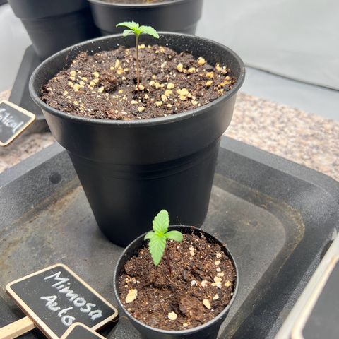 Mimosa Automatic growlog photo