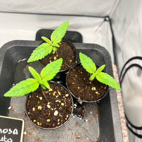 North Thunderfuck growlog photo: Pflanzen sind in einem gesunden Zustand.
Blätter sind sehr gut gewachsen.

Die Farbe hat ein kräftiges Grün was auf den Bildern nicht so gut zu sehen ist.

