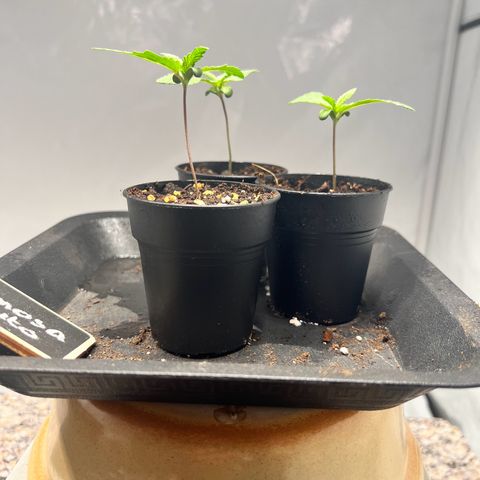 North Thunderfuck growlog photo: Pflanzen sind in einem gesunden Zustand.
Blätter sind sehr gut gewachsen.

Die Farbe hat ein kräftiges Grün was auf den Bildern nicht so gut zu sehen ist.

