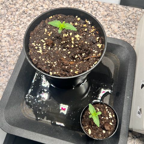 Mimosa Automatic growlog photo: Die Autos machen sich sehr gut. Sattes kräftiges Grün.

0,2l Topf -> ist ein bisschen kleiner 

