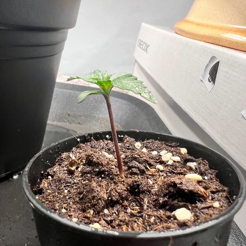 Mimosa Automatic growlog photo: Die Autos machen sich sehr gut. Sattes kräftiges Grün.

0,2l Topf -> ist ein bisschen kleiner 

