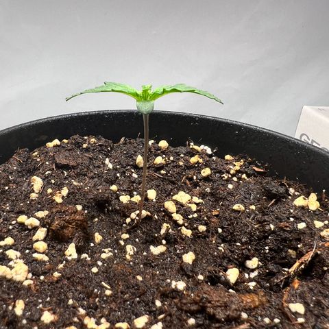 Mimosa Automatic growlog photo: Die Autos machen sich sehr gut. Sattes kräftiges Grün.

0,2l Topf -> ist ein bisschen kleiner 

