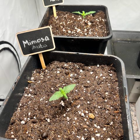 Mimosa Automatic growlog photo: Auto Pflanzen in ihrem Enttopf.

Gewässert 