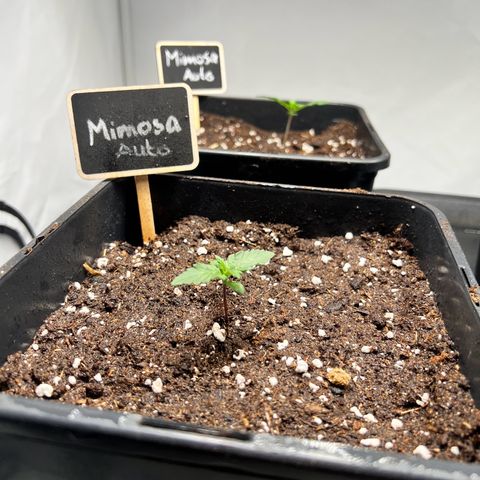 Mimosa Automatic growlog photo: Auto Pflanzen in ihrem Enttopf.

Gewässert 