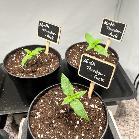 North Thunderfuck growlog photo: Schöne Wurzeln und bereit zum umtopfen
