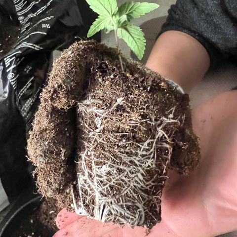 North Thunderfuck growlog photo: Schöne Wurzeln und bereit zum umtopfen

