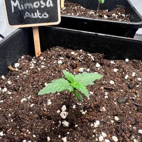 Mimosa Automatic growlog timeline photo