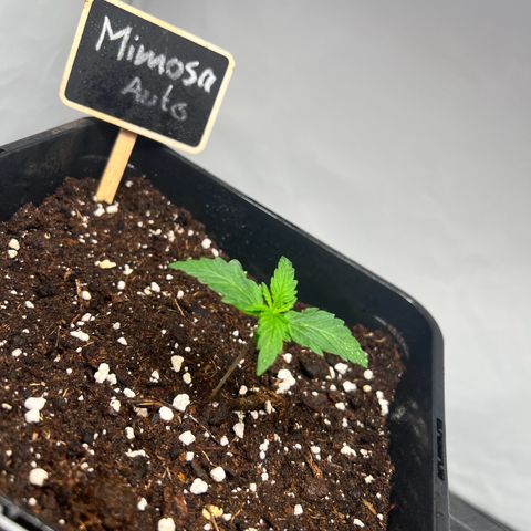 Mimosa Automatic growlog timeline photo