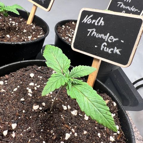 North Thunderfuck growlog photo: Wächst ❤️