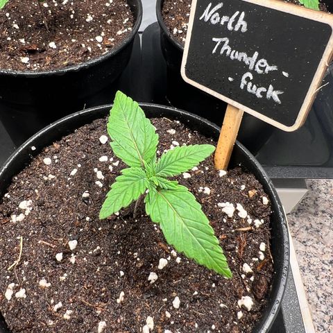 North Thunderfuck growlog photo: Wächst ❤️