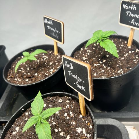 North Thunderfuck growlog photo: Wächst ❤️