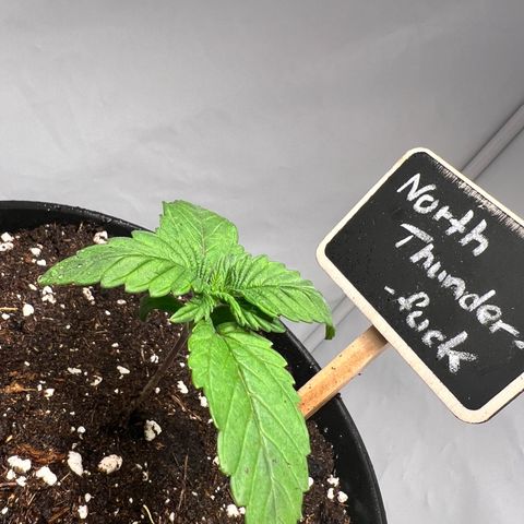 North Thunderfuck growlog photo: Wächst ❤️