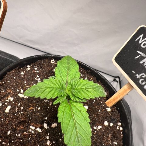 North Thunderfuck growlog photo: Wächst ❤️