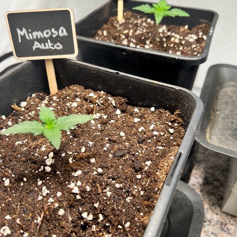 Mimosa Automatic growlog photo: Alles gut 👌 