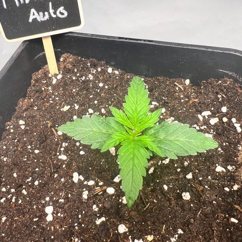 Mimosa Automatic growlog photo: Alles gut 👌 