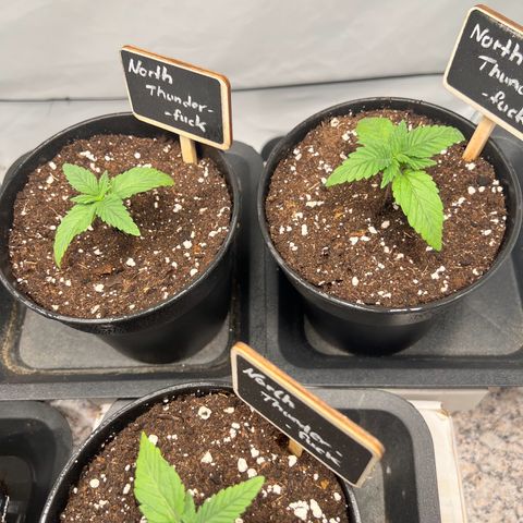 North Thunderfuck growlog photo: Leicht hängende Blätter.

Maßnahme: nicht gießen um staunässe im unteren Teil des Topfes zu vermeiden.
(Sauerstoffaufnahme der Pflanze könnte beeinträchtigt sein)