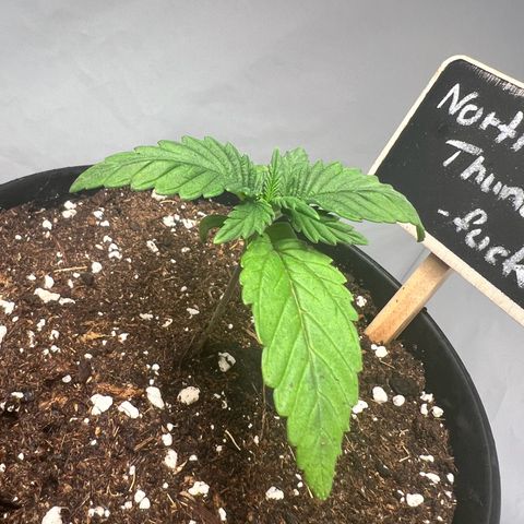 North Thunderfuck growlog photo: Leicht hängende Blätter.

Maßnahme: nicht gießen um staunässe im unteren Teil des Topfes zu vermeiden.
(Sauerstoffaufnahme der Pflanze könnte beeinträchtigt sein)