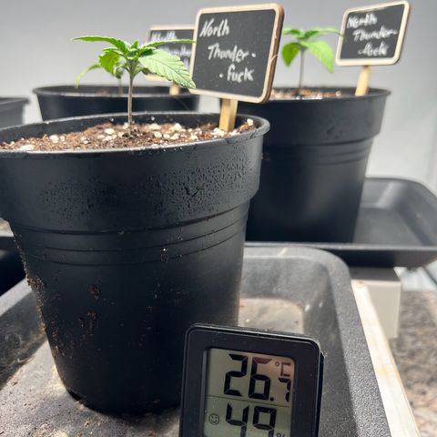 North Thunderfuck growlog photo: Leicht hängende Blätter.

Maßnahme: nicht gießen um staunässe im unteren Teil des Topfes zu vermeiden.
(Sauerstoffaufnahme der Pflanze könnte beeinträchtigt sein)