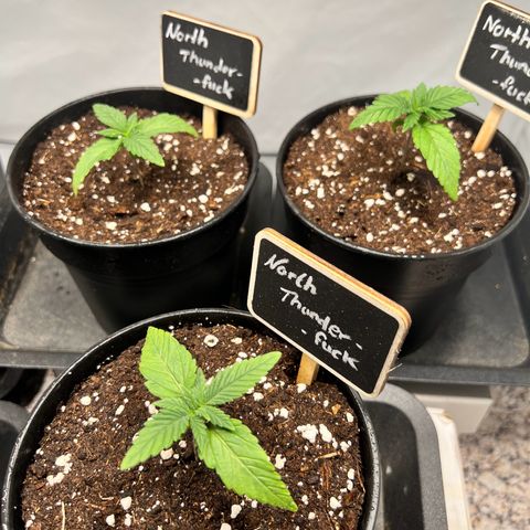 North Thunderfuck growlog photo: Leicht hängende Blätter.

Maßnahme: nicht gießen um staunässe im unteren Teil des Topfes zu vermeiden.
(Sauerstoffaufnahme der Pflanze könnte beeinträchtigt sein)