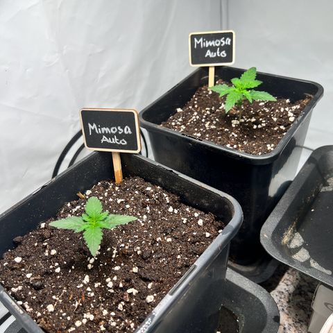 Mimosa Automatic growlog photo: Alles fein