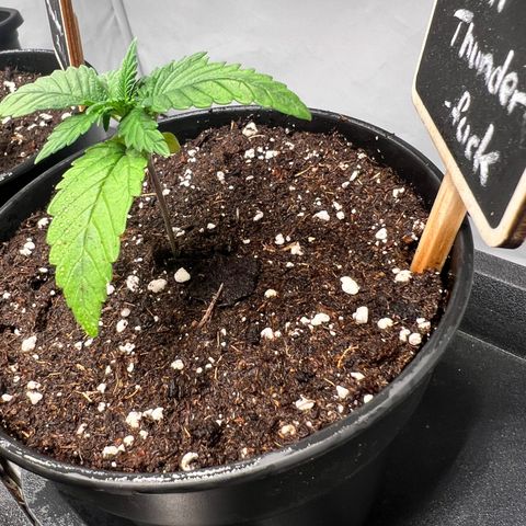 North Thunderfuck growlog photo: ✌️