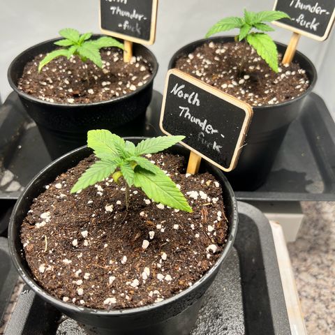North Thunderfuck growlog photo: ✌️