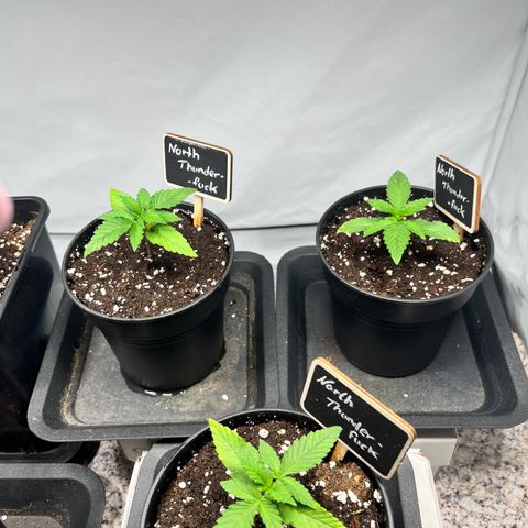 North Thunderfuck growlog timeline photo