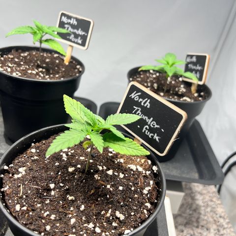 North Thunderfuck growlog timeline photo