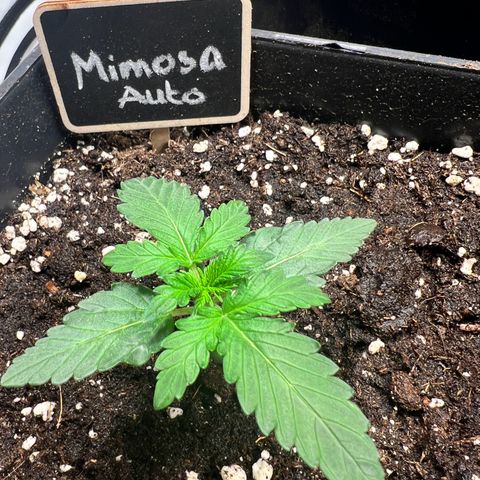 Mimosa Automatic growlog timeline photo