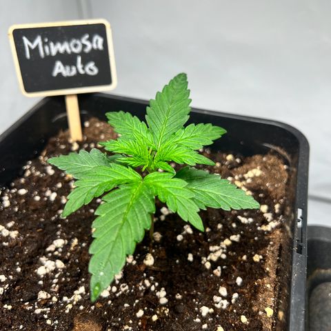Mimosa Automatic growlog timeline photo
