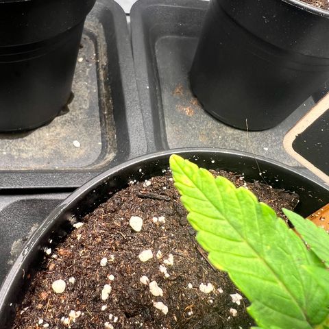 North Thunderfuck growlog photo: Möglicher Calciummangel
