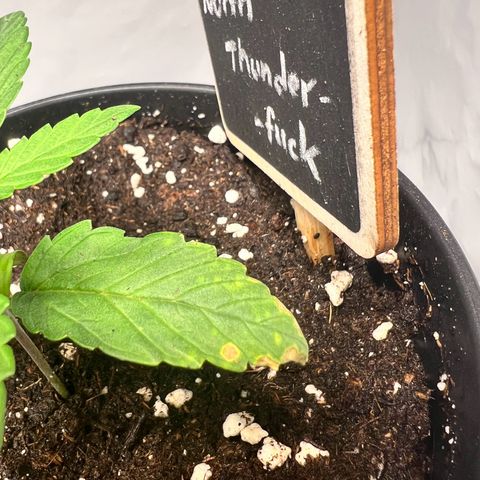North Thunderfuck growlog photo: Möglicher Calciummangel