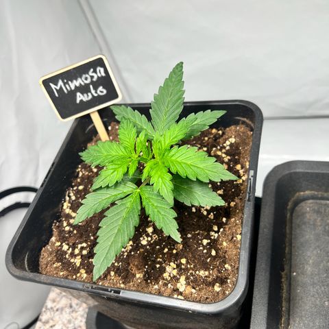 Mimosa Automatic growlog photo: Leicht angegossen