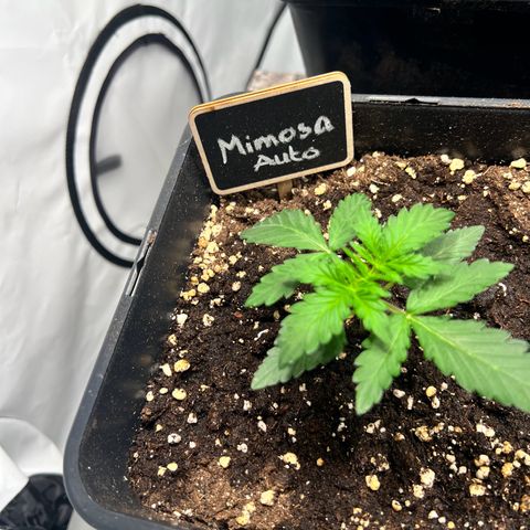 Mimosa Automatic growlog photo: Leicht angegossen