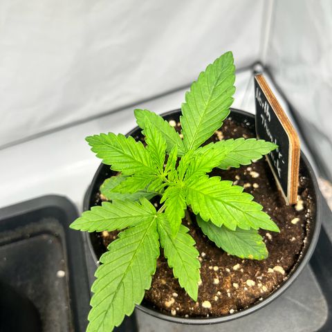 North Thunderfuck growlog photo: Leicht angegossen 