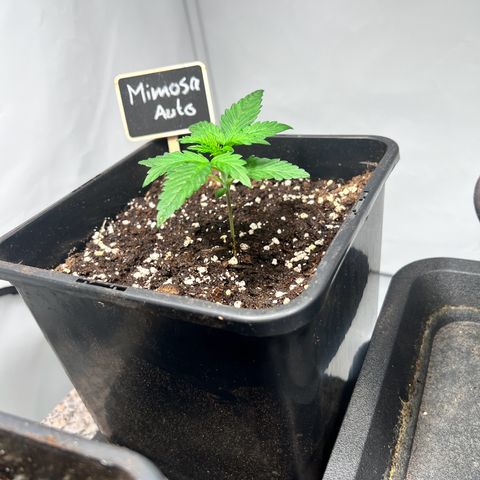 Mimosa Automatic growlog timeline photo
