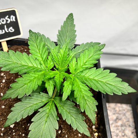 Mimosa Automatic growlog photo: Blätterspitzen gehen nach oben
Im Aufe behalten!!!