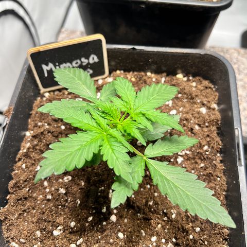 Mimosa Automatic growlog photo: Blätterspitzen gehen nach oben
Im Aufe behalten!!!