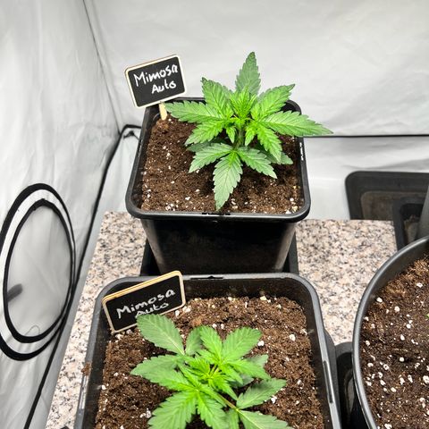 Mimosa Automatic growlog photo: Blätterspitzen gehen nach oben
Im Aufe behalten!!!
