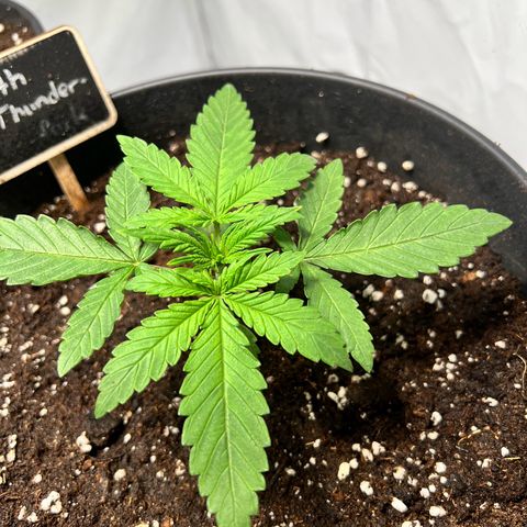 North Thunderfuck growlog photo: Leichte Anzeichen von
Überwässerung oder Kaliummangel

Abwarten und Tee trinken 