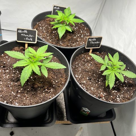 North Thunderfuck growlog photo: Leichte Anzeichen von
Überwässerung oder Kaliummangel

Abwarten und Tee trinken 