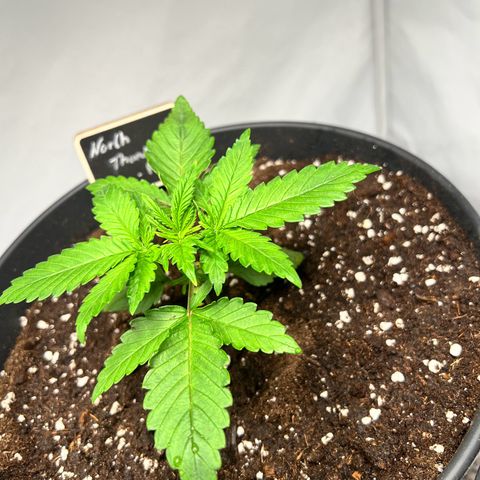 North Thunderfuck growlog photo: Leichte Anzeichen von
Überwässerung oder Kaliummangel

Abwarten und Tee trinken 