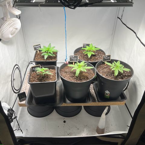 Mimosa Automatic growlog timeline photo